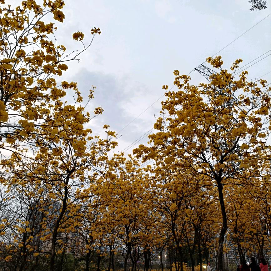 天使已中毒