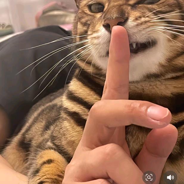开心果