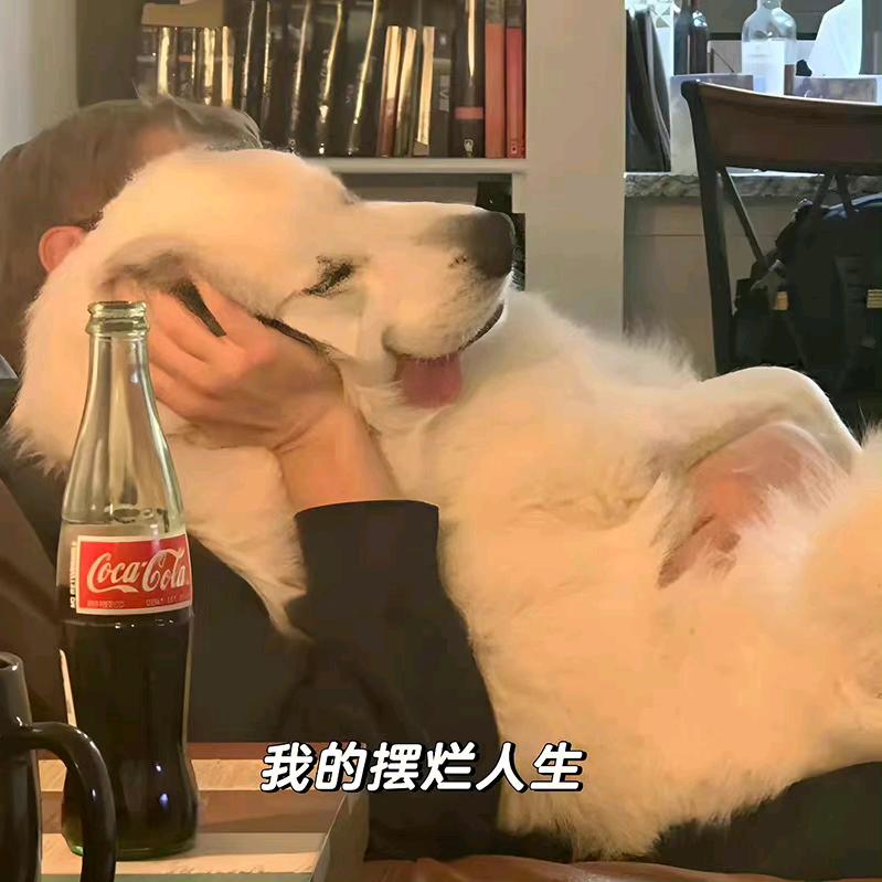 是你的小仙女