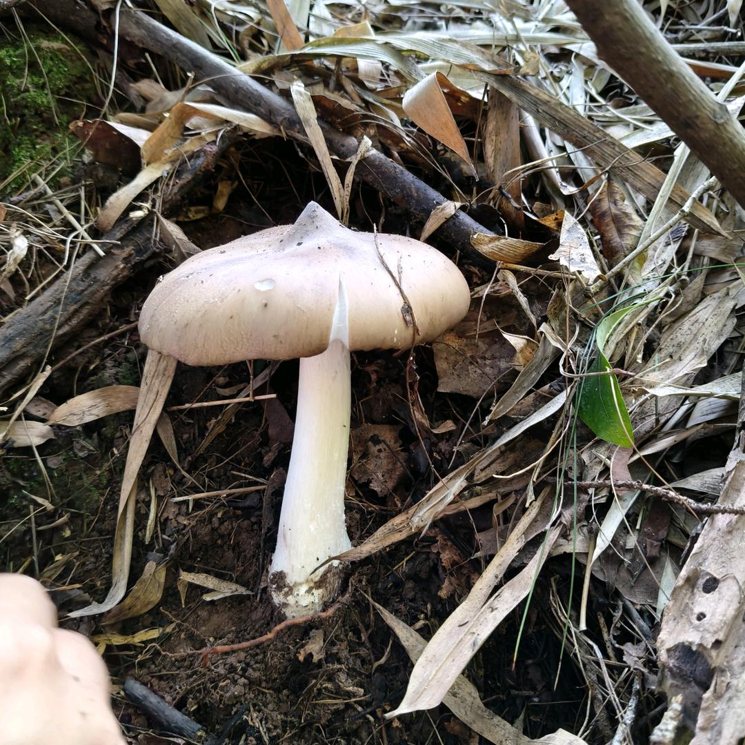 嘟嘟就爱捡鸡枞