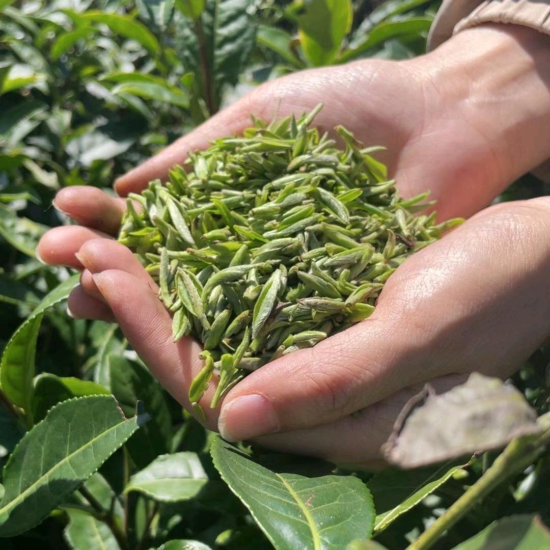 汶川茶四代🍵