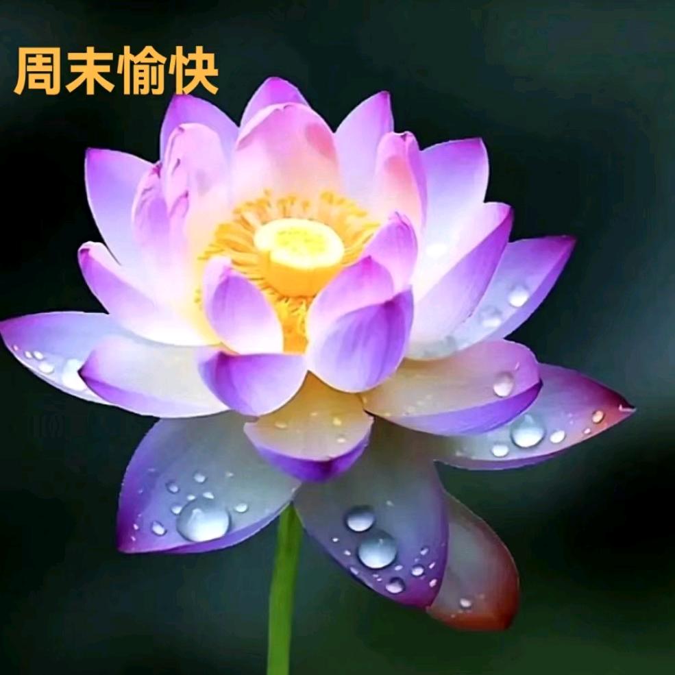 *雪莲*