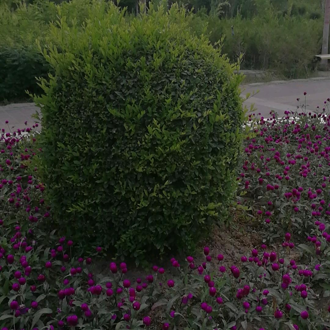 梓月