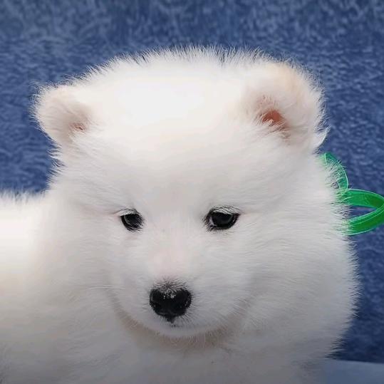 🍓🍓🍓越🌹🌹🌹