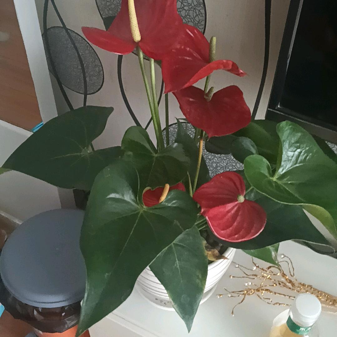 单身也要度春秋