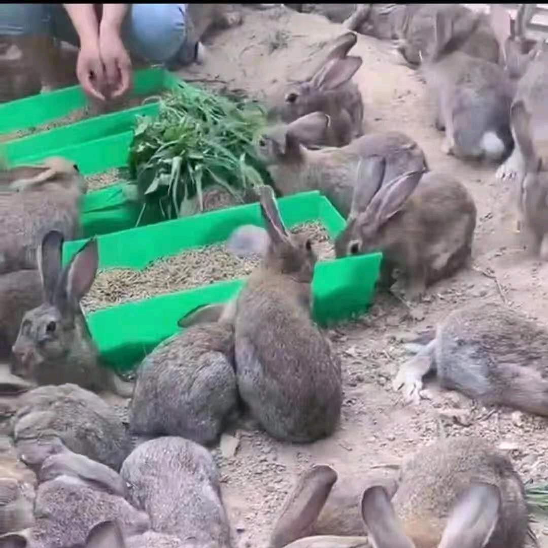 养肉兔王姐