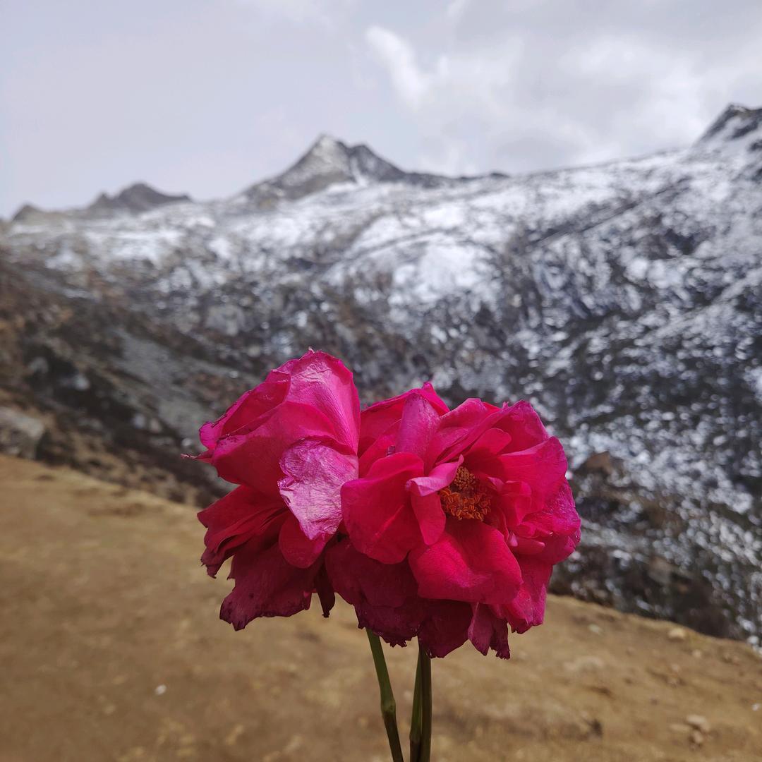 萨武主峰卓玛向导🌺