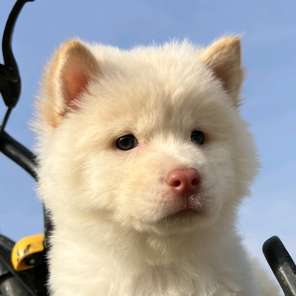 强哥家的萌宠-(田园犬)