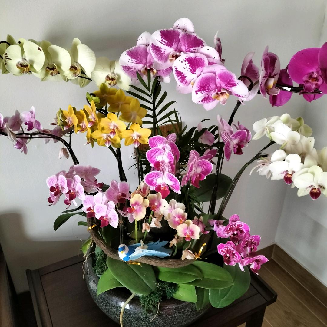 玉