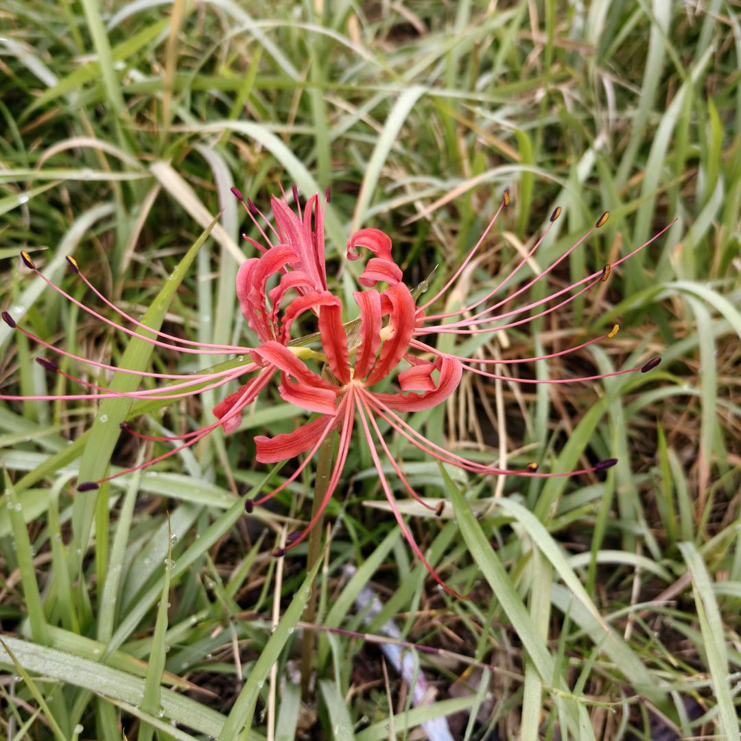 🌸芳