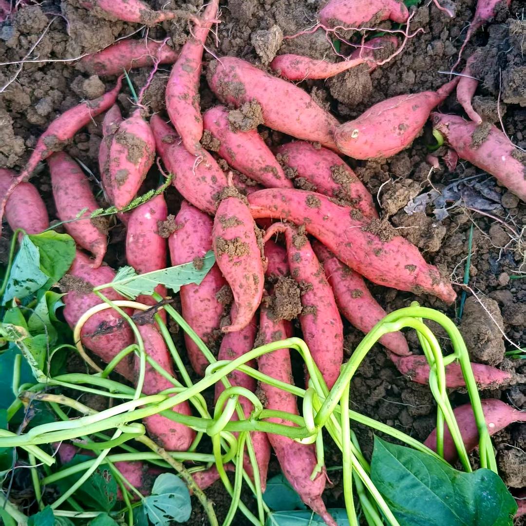 爱💗沐（丰富的农村生活）