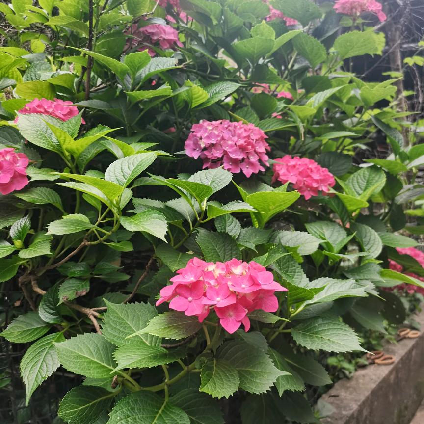 艳阳高照