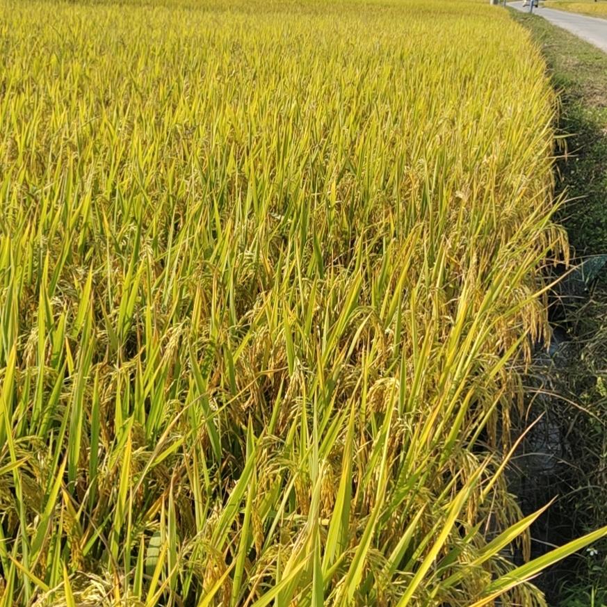 海上不灭的灯火