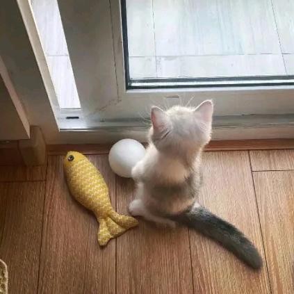 不开心豆沙了