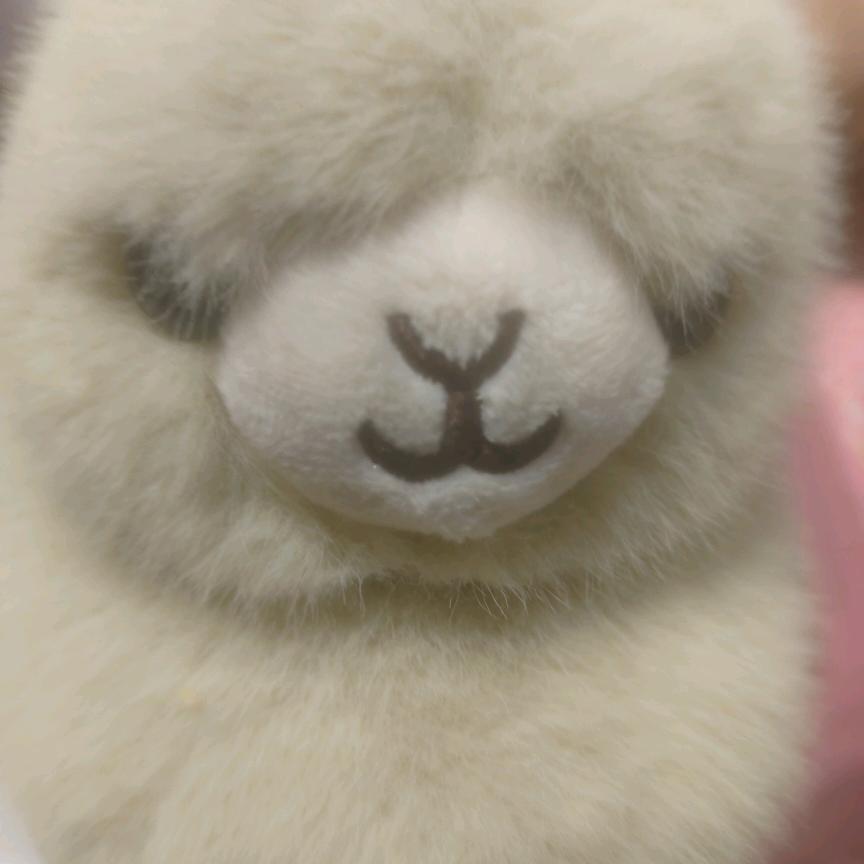 我的小猪妞。