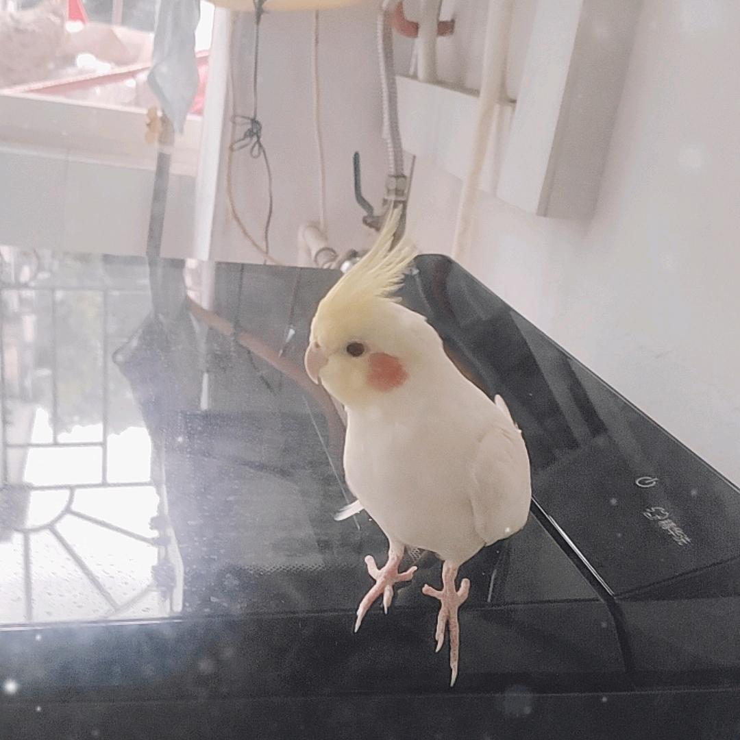 鸟胖胖