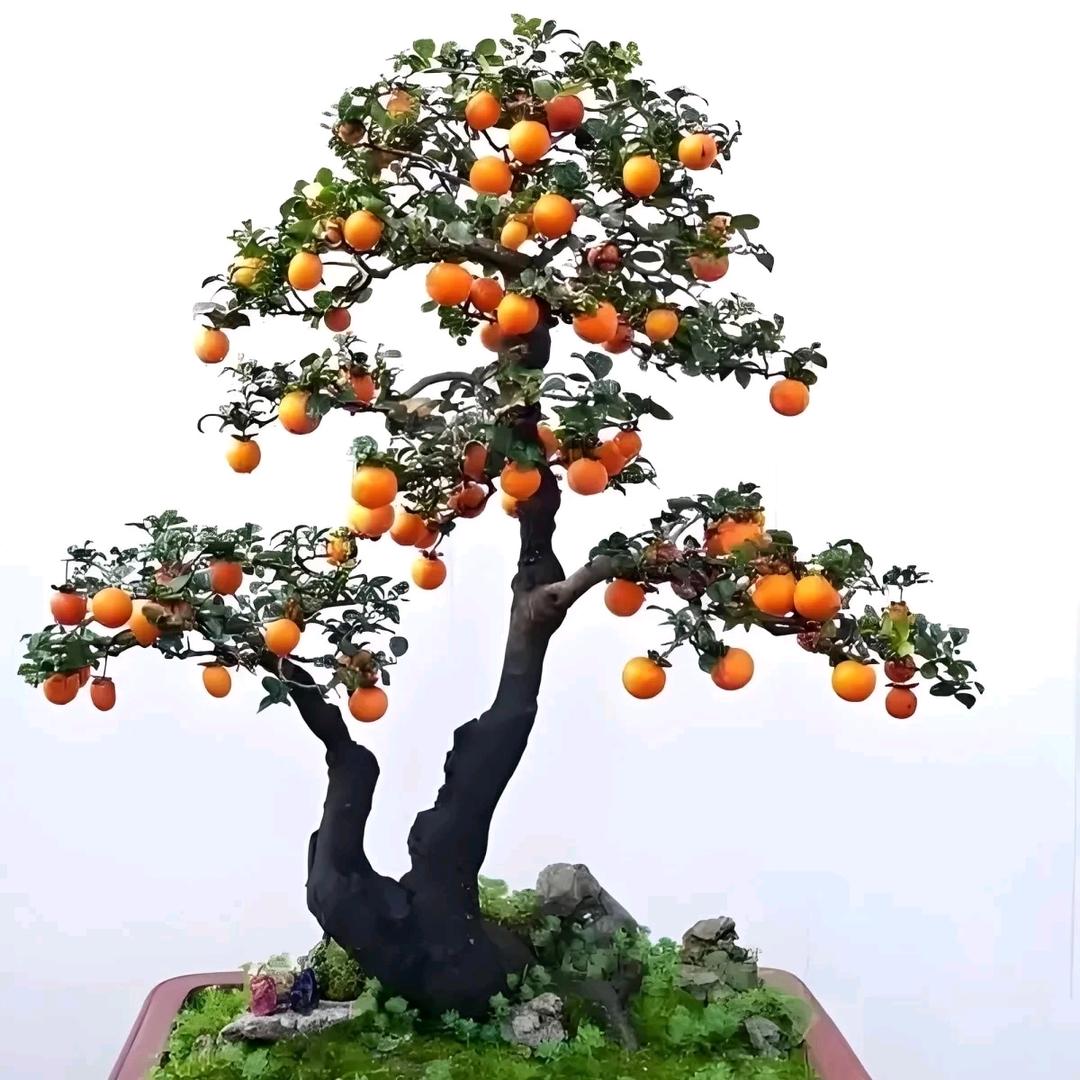 啊春园艺生活坊