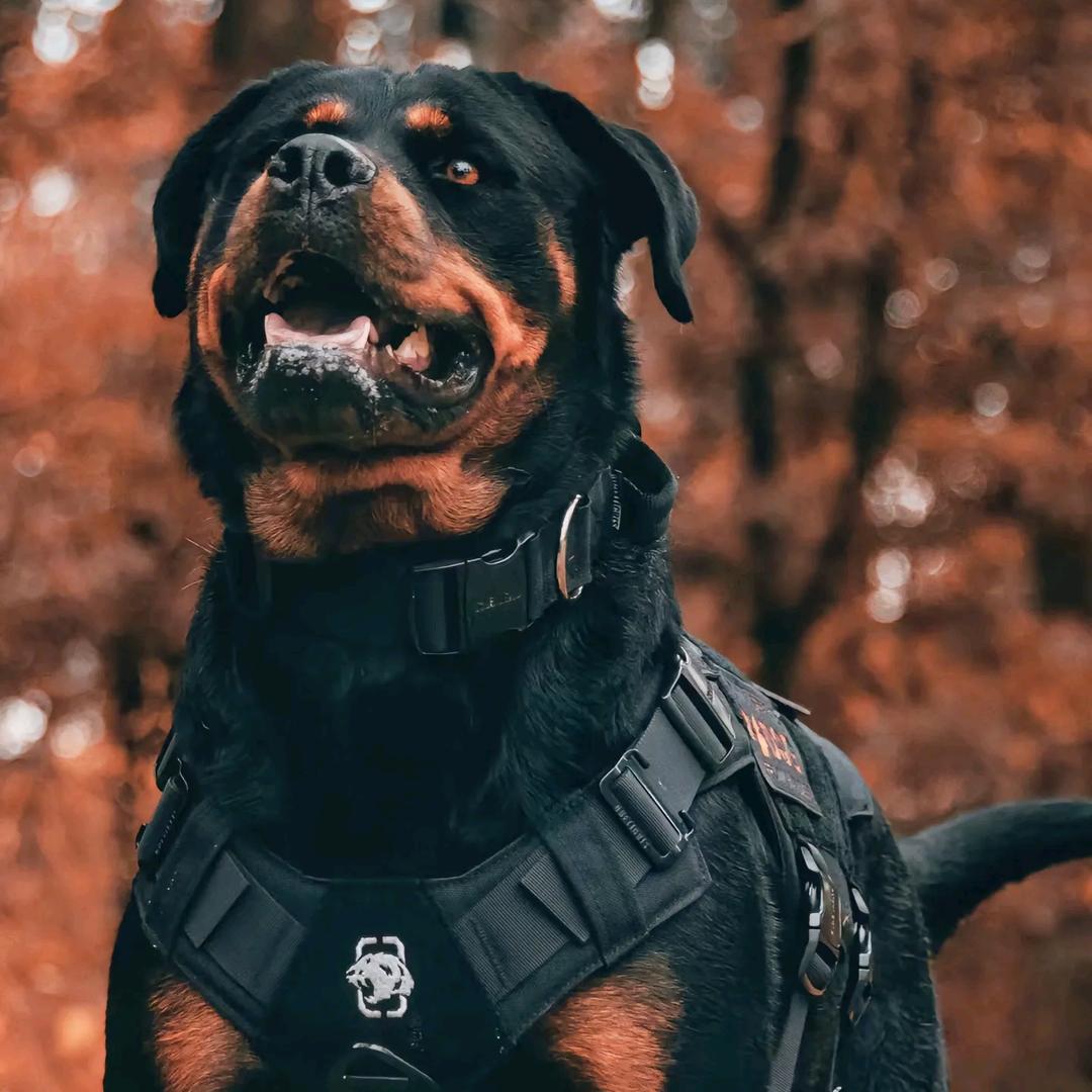 平邑琅琊护卫犬舍