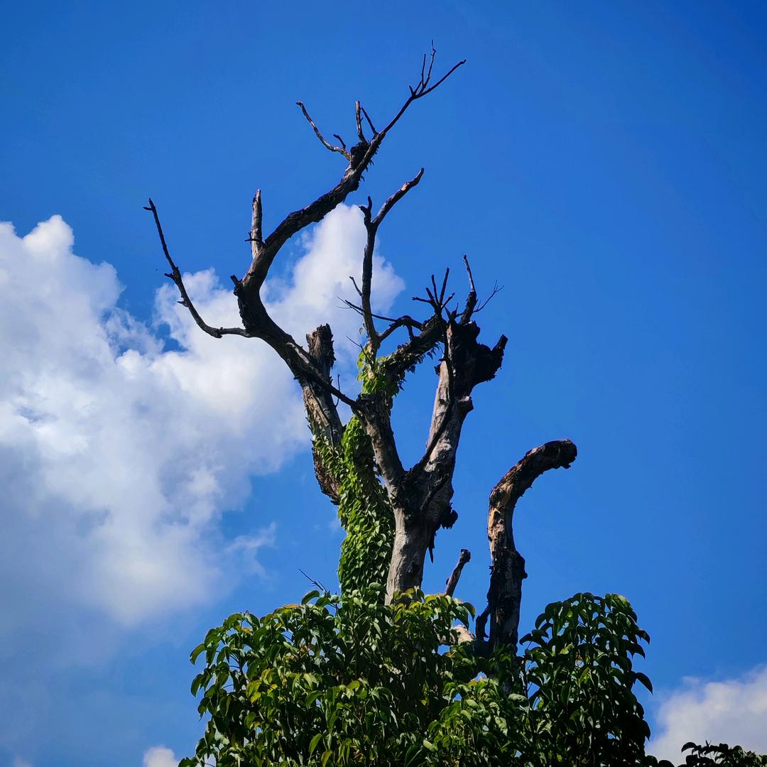 王者小菜鸡青柠