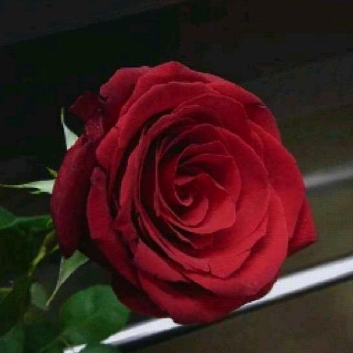 河西一枝花