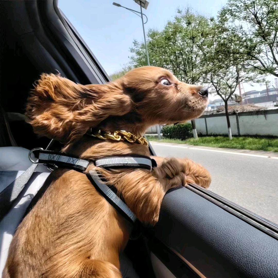 英卡饲养员阿程