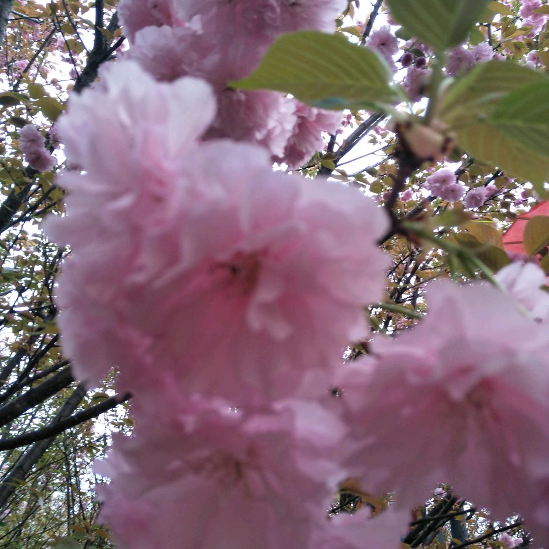 甜蜜蜜桃