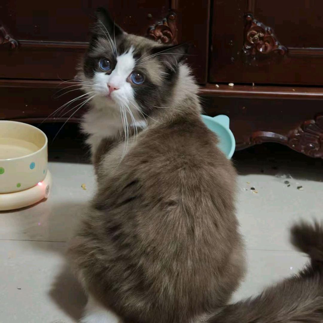 肥肥福