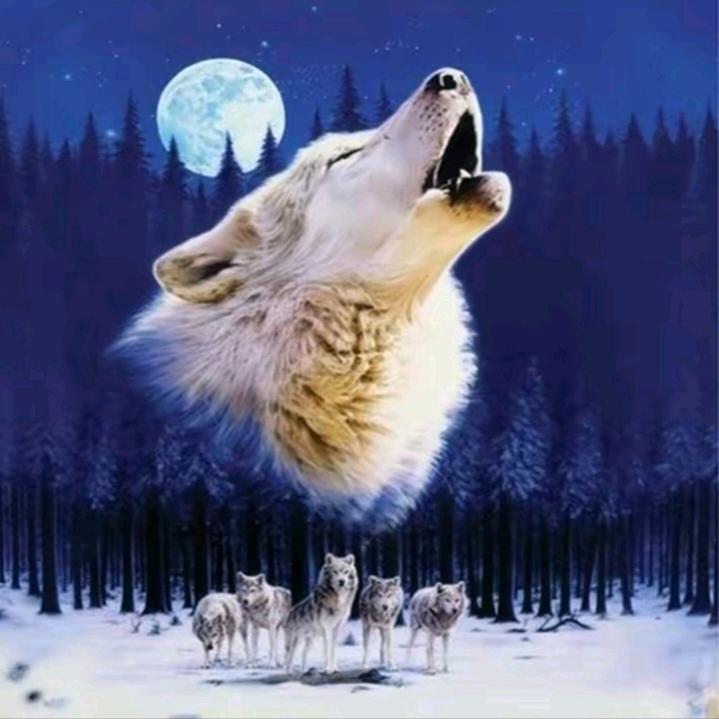 狼🐺