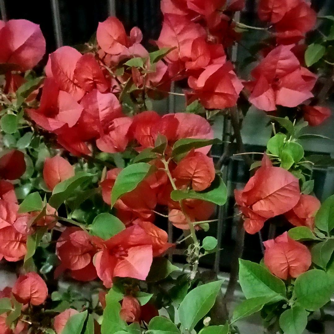 🍒岁月静好🍒