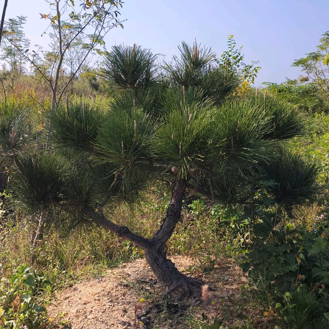 滁州潘哥(黑松素材)