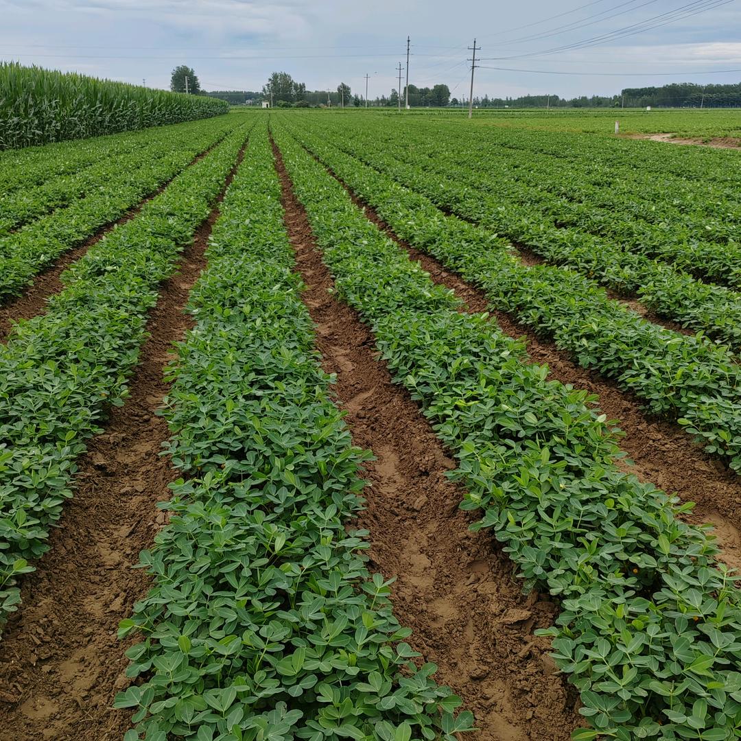 胖墩的妈妈（不要连赞）