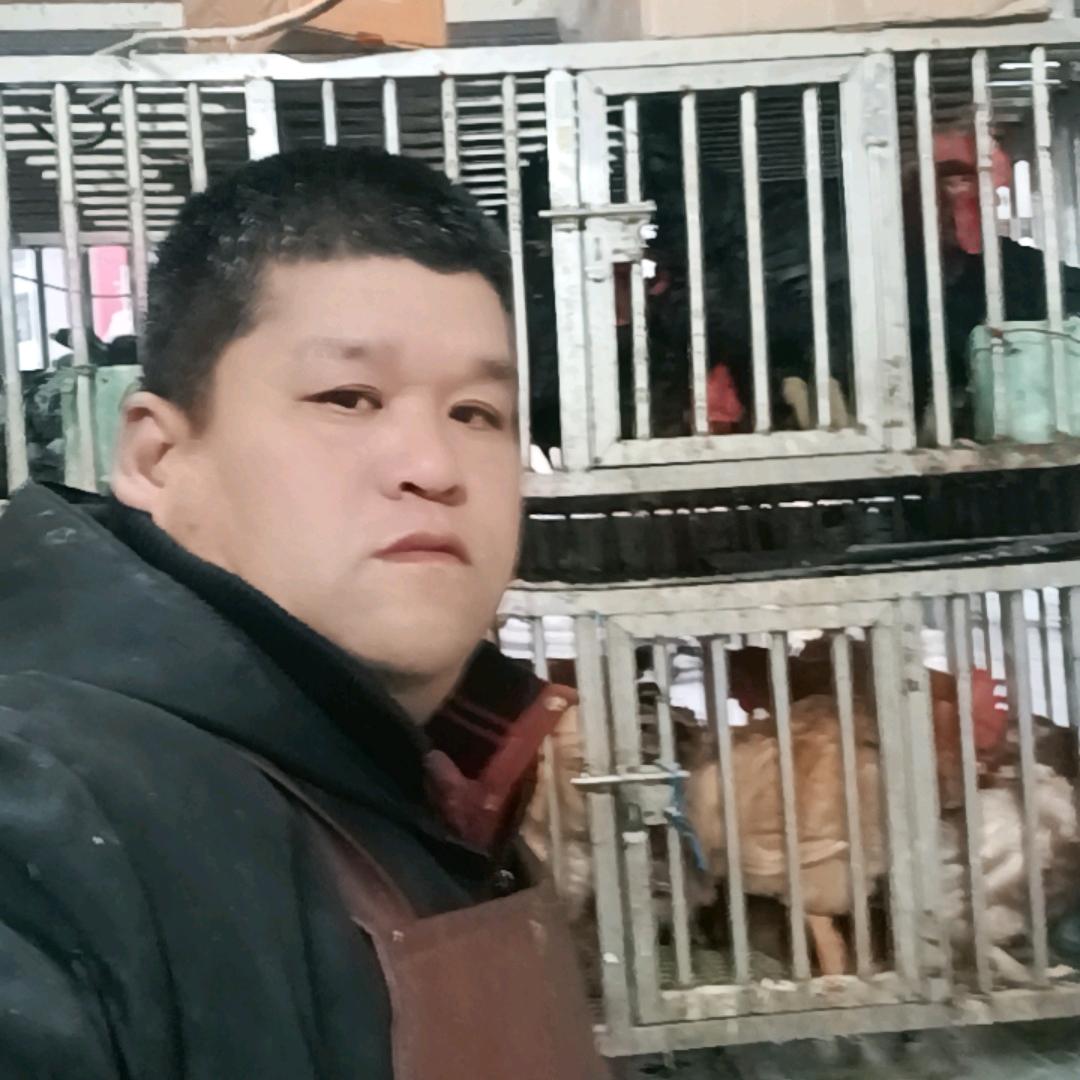 家禽老