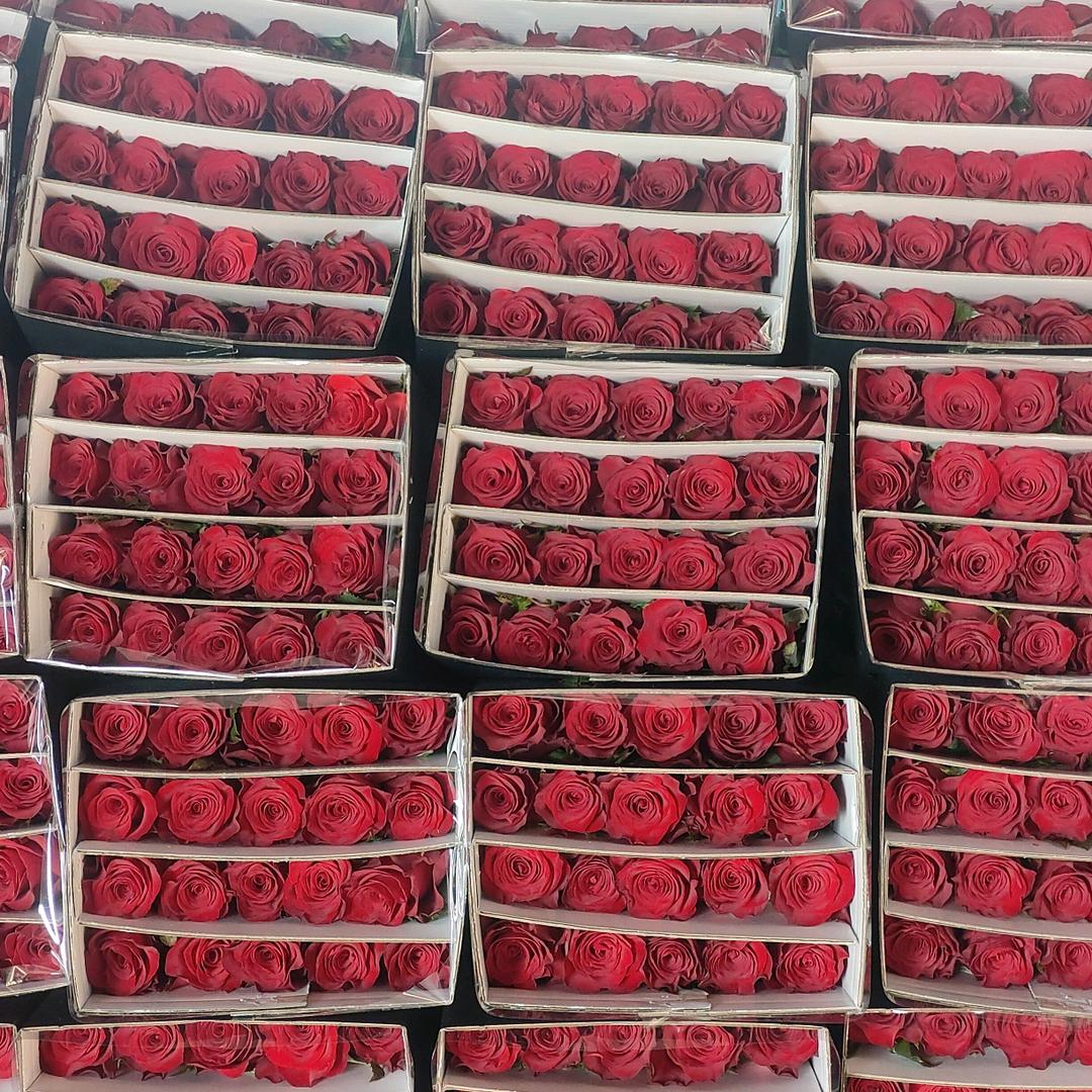 成飞花卉小阿妹