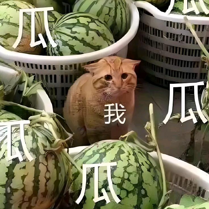 爆款狗粮