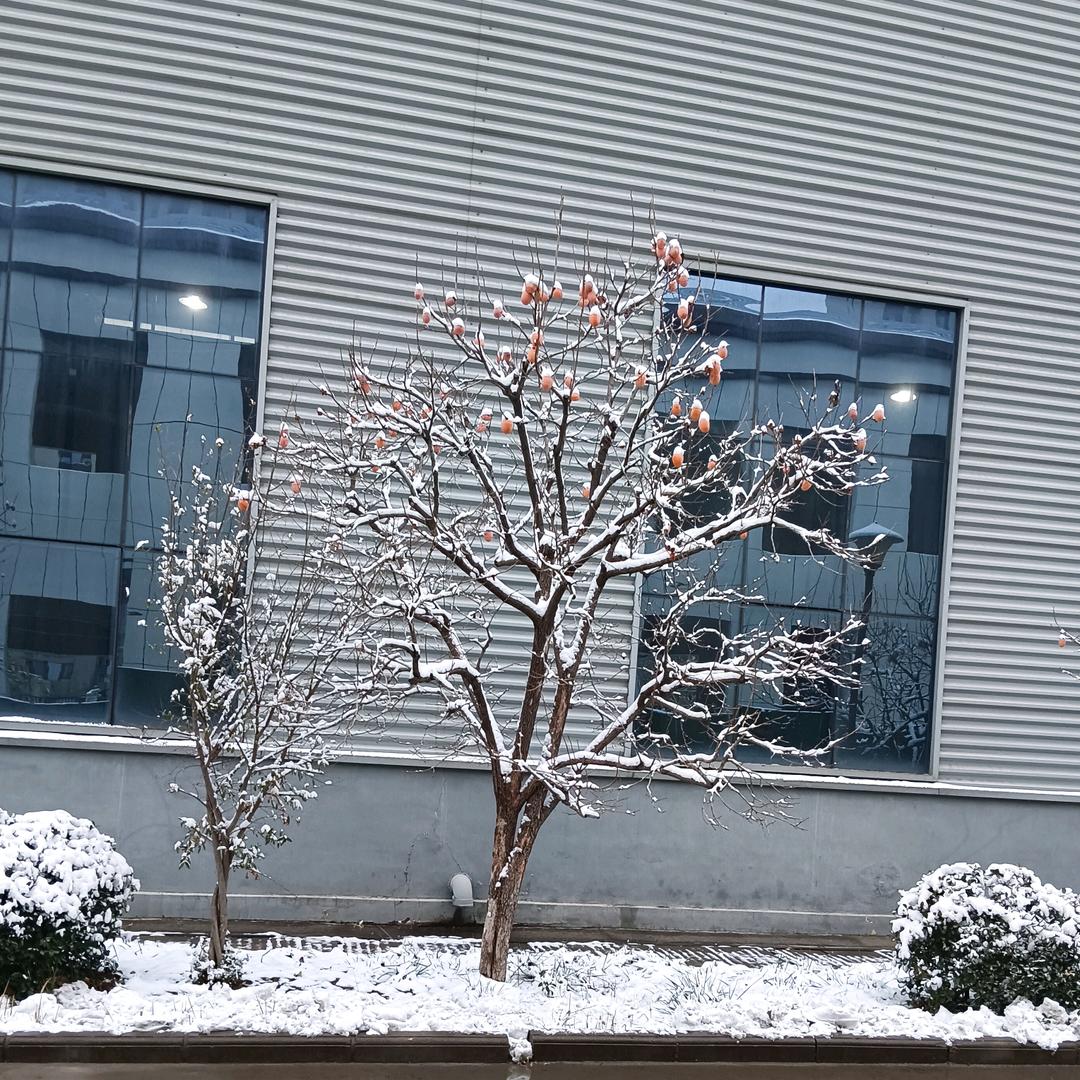 专业做校服面料