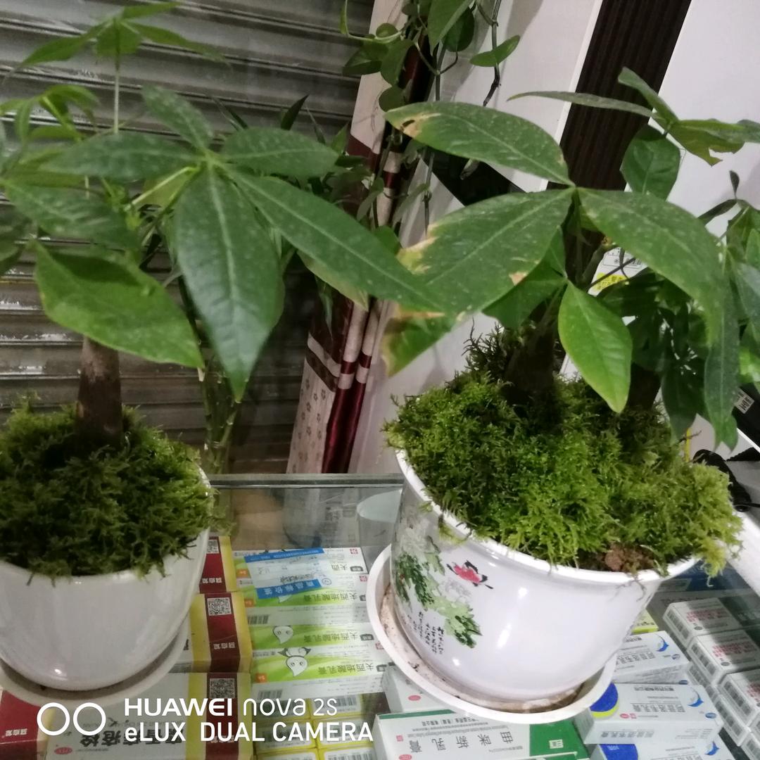 乔尧领先头像