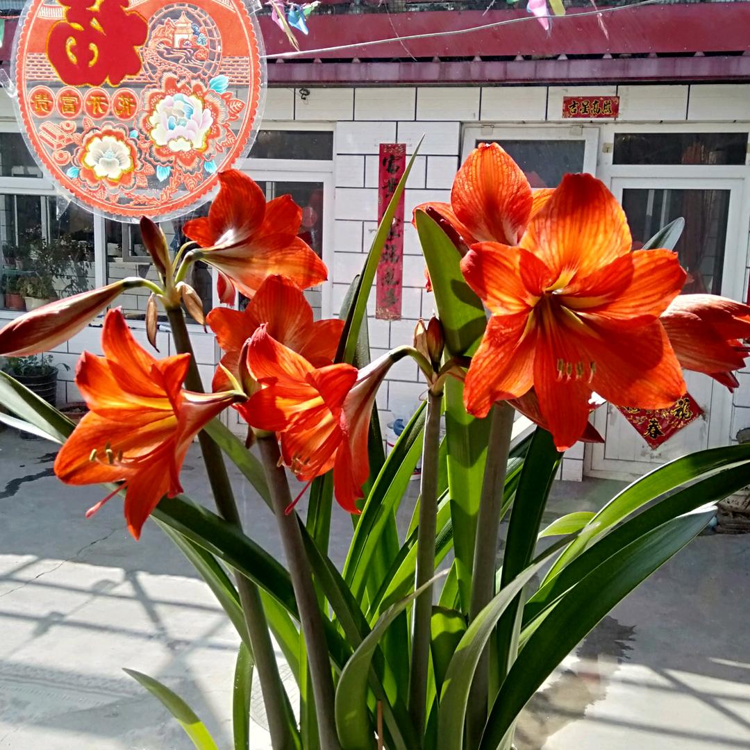 搞笑豆