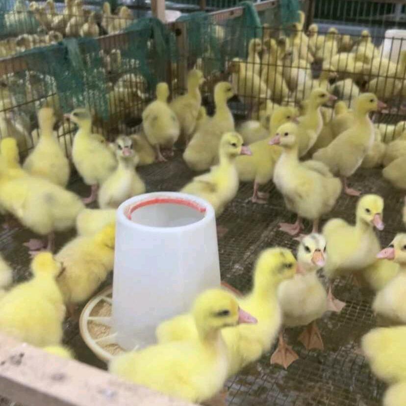 小刘鹅苗农场