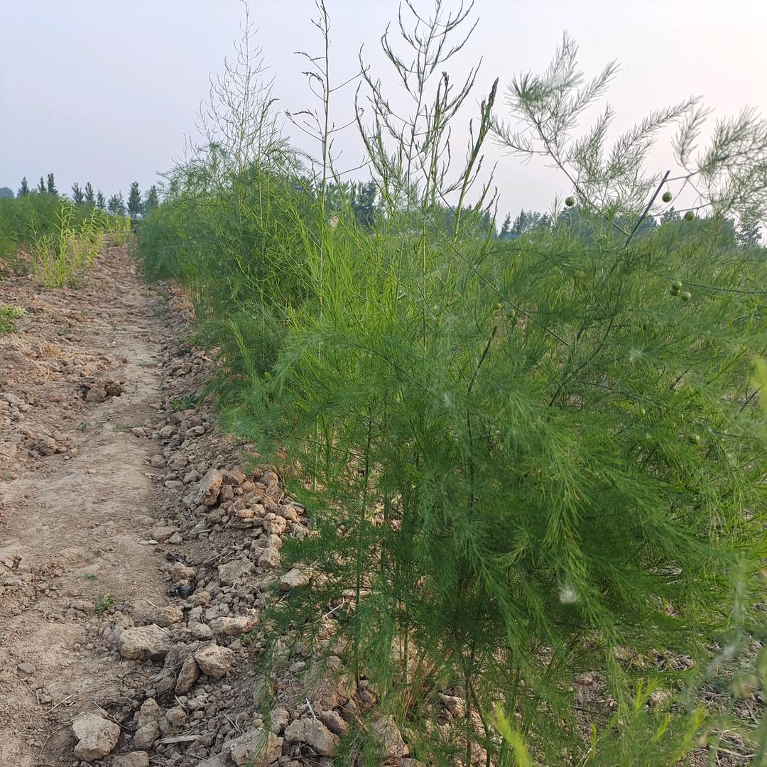 宇航芦笋金蝉(包回收)