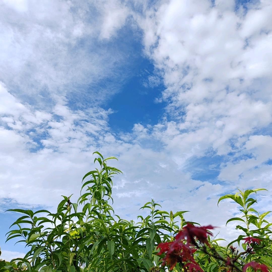 老  K
