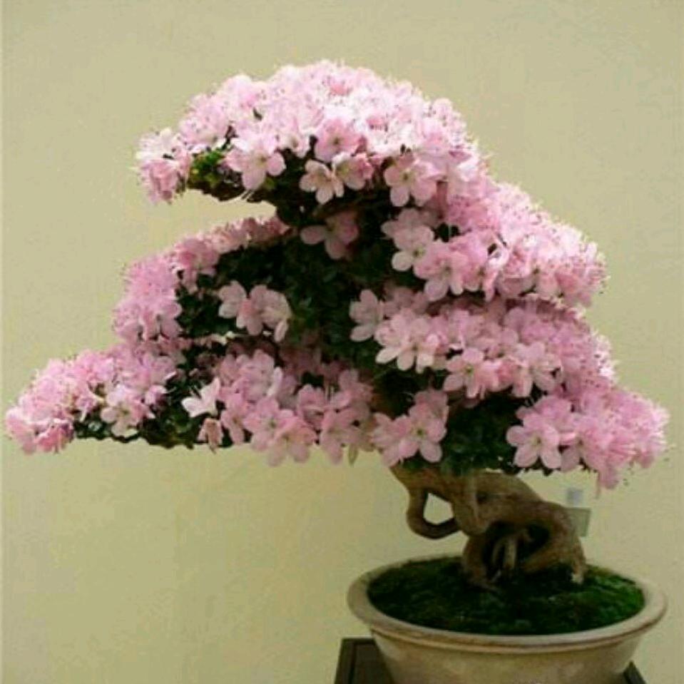 乔官全家福超市