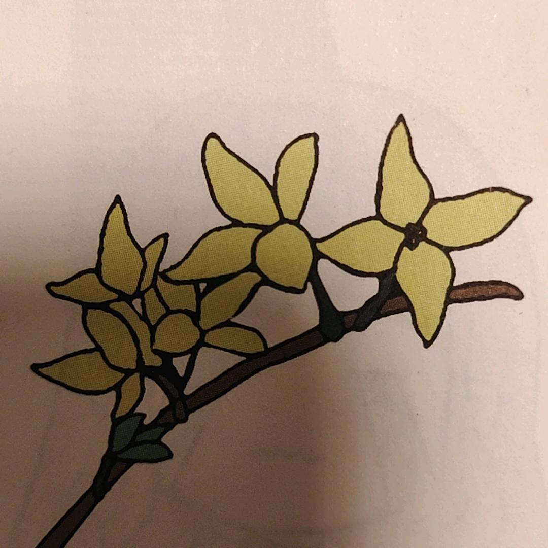 两只老虎