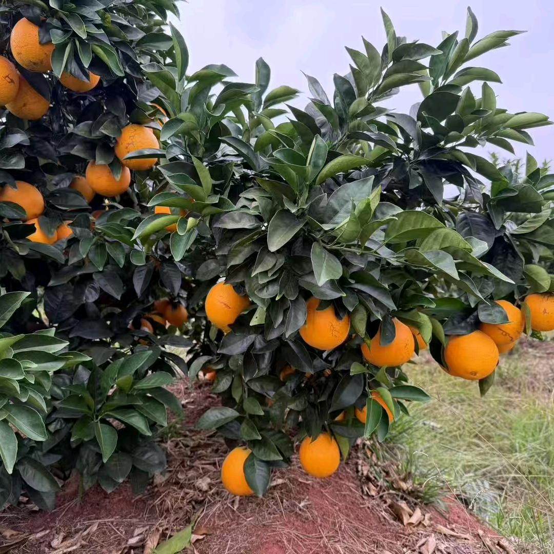 🍊赣南脐橙产地直供🍊《妮妮》