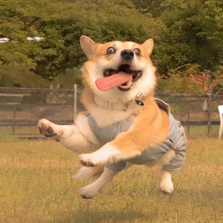爱吃鸡公煲