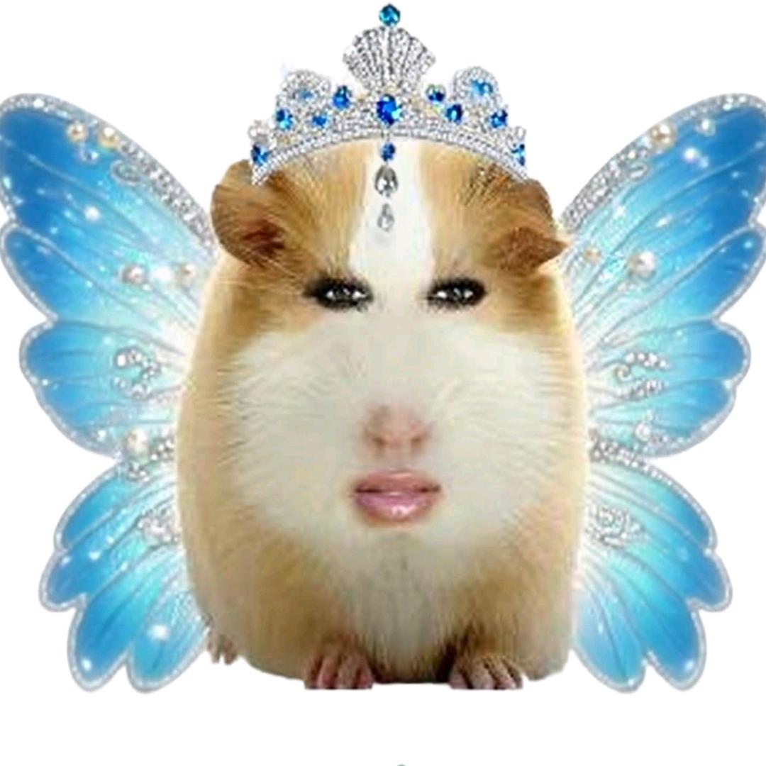 可爱的猪妞。🐷