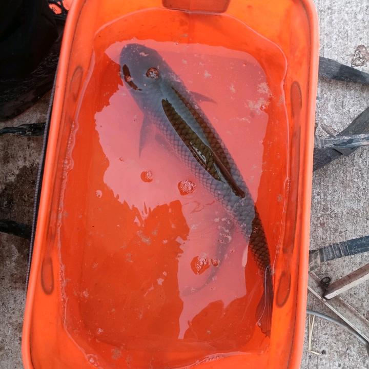 龙魂