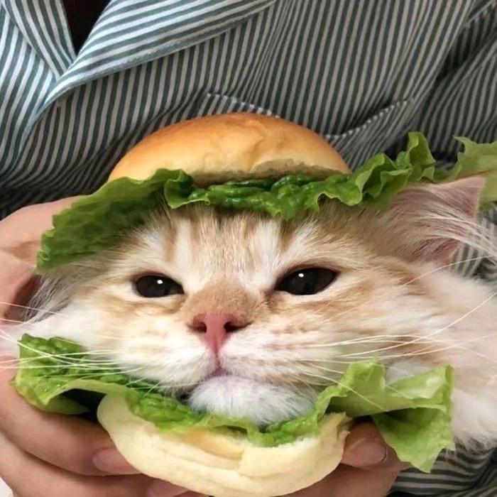 喜宝🐱🐱