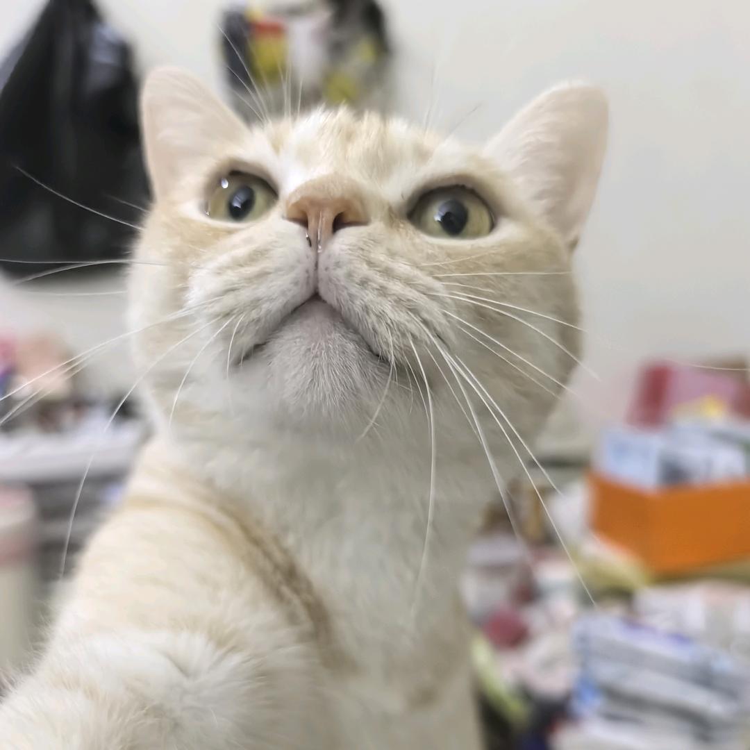 阿孟
