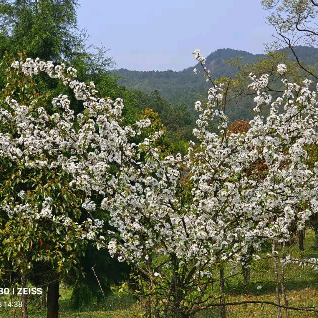 qiutiandeshe71