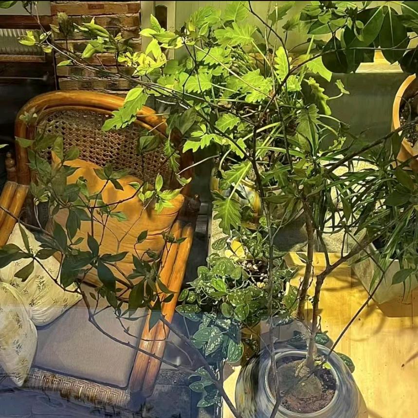 茶米米～头像